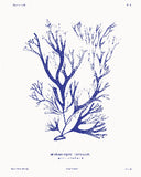 Vintage Blue: Botanical Art Prints